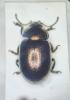 Chrysolina quadrigemina